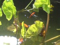 pond 1.jpg