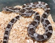 AneryphLavaBloodM.JPG