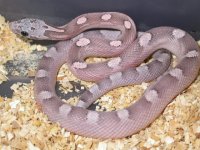My Cornsnakes 015.jpg