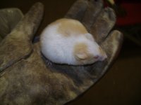 Prego mouse.JPG