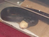 042107 pedro eating bea slug (2).JPG