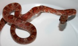 BloodhetHypoPewF3.JPG