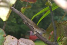 Anole 001cr800.jpg