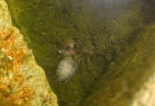 Pond Creatures 027cr800.jpg
