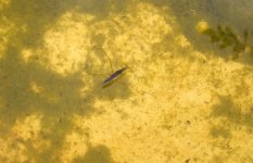 Pond Creatures 028cr.jpg