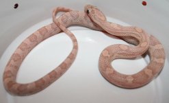 HypoLavhetMot29M3C.JPG
