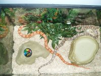 snake.JPG