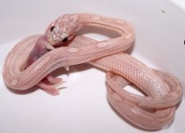 HypoLavMot28F1.JPG