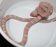 HypoLavMot28F2.JPG
