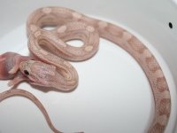 HypoLavMot28F3.JPG