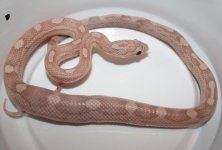 HypoLavMot29F1.JPG