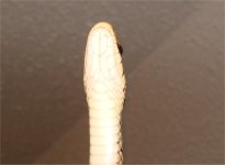 garter1.jpg