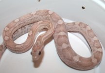 HypoLavMot29F2.JPG