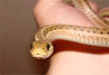 garter2.jpg