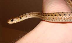 garter3.jpg