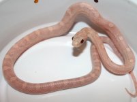 HypoLavMot29M1.JPG