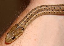 garter4.jpg
