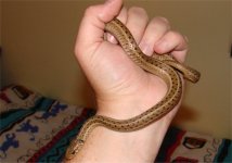 garter5.jpg