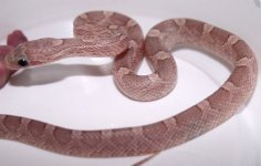 LavBloodTH1F1.JPG