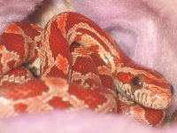 clandclearsnakesourcesize.JPG