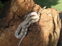 IMG_1225.JPG