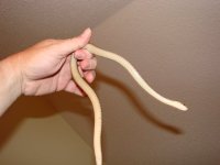 garter6.jpg