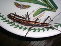 Creepy Bug 002_800.jpg