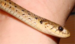 garter7.jpg