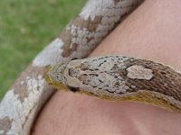 IMG_1242.JPG