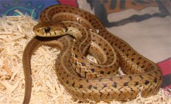 garter9.jpg