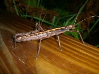 Creepy Bug 004_800.jpg
