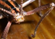 Creepy Bug 005cr800.jpg