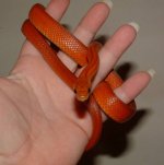 Shani 11-03-07 b.jpg