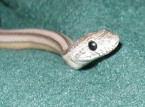 smilingsnake.jpg