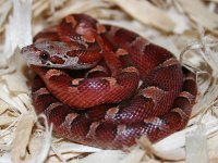 Ruby121907-1.jpg