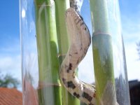 FenrirBamboo_20080729.jpg