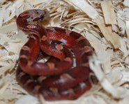 Ruby121907-2.jpg