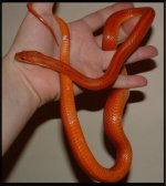 Shani 01-12-08 b.jpg