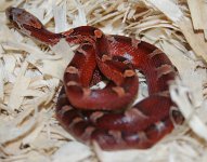 Ruby121907-3.jpg