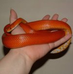 Shani 05-13-08 c.jpg
