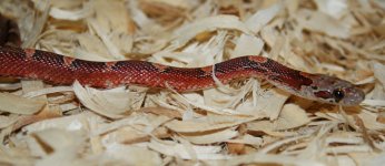 Ruby121907-5.jpg