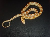Hypo Sulfur.jpg