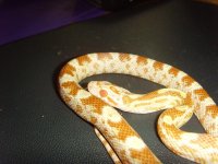 Hypo Sulfur2.jpg