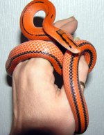 coxi_hand.jpg