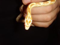 Hypo Sulfur3.jpg
