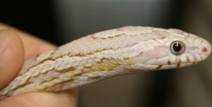 ultimate hypo anery vader 4.JPG