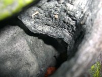 Jasper Hides 003.jpg