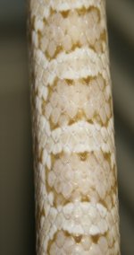 ultimate hypo anery vader 2.JPG