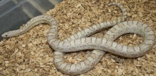 ultimate hypo anery vader 1.JPG