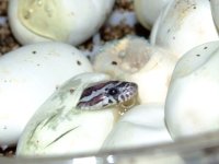 2008_0615pippies0007.JPG